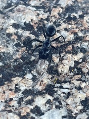 Camponotus laevissimus