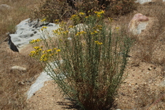 Senecio flaccidus douglasii