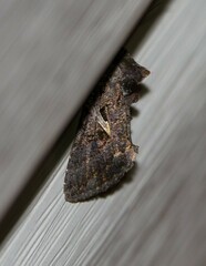 Ctenoplusia oxygramma