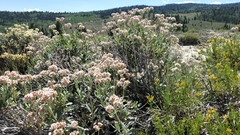 Eriogonum corymbosum
