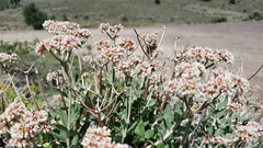 Eriogonum corymbosum