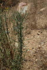 Senecio flaccidus douglasii
