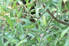 Salix nigra