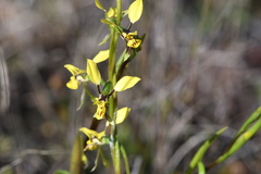 Diuris platichila