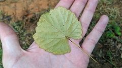 Vitis rotundifolia