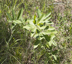 Apocynum cannabinum