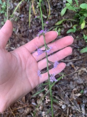 Liatris pilosa