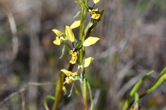 Diuris platichila