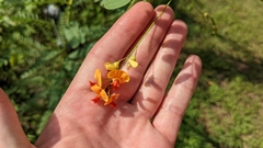 Sesbania vesicaria