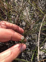 Euphorbia polyphylla