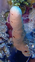 Amphimedon compressa