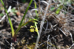Diuris platichila