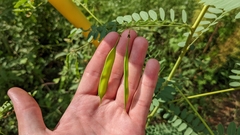 Sesbania vesicaria