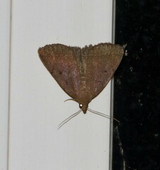 Zanclognatha obscuripennis