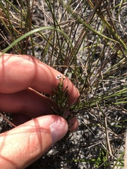 Euphorbia polyphylla