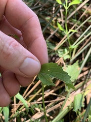 Scutellaria lateriflora