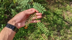 Sesbania vesicaria