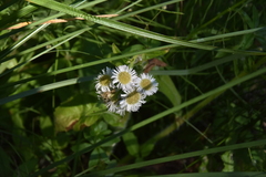 Erigeron philadelphicus