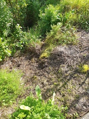 Kindbergia praelonga