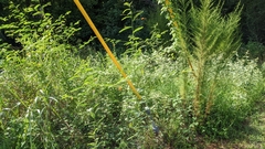 Sesbania vesicaria