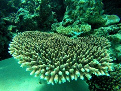 Acropora millepora