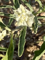 Chamaesaracha coronopus