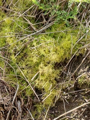 Kindbergia praelonga