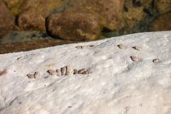 Pseudacris cadaverina