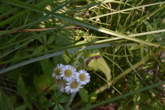 Erigeron philadelphicus
