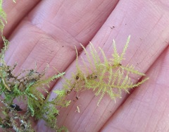 Kindbergia praelonga