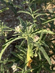 Chamaesaracha coronopus