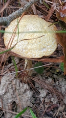 Austroboletus subflavidus