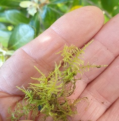 Kindbergia praelonga