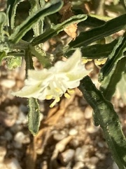 Chamaesaracha coronopus