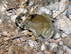 Incilius alvarius