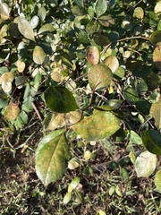 Crataegus crus-galli