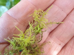 Kindbergia praelonga