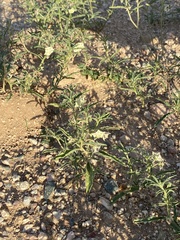 Chamaesaracha coronopus