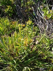 Senecio glomeratus
