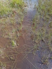 Eleocharis rostellata