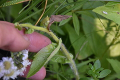 Erigeron philadelphicus