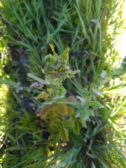 Senecio glomeratus