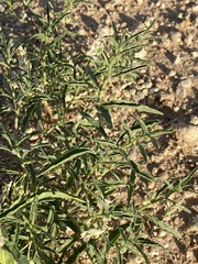 Chamaesaracha coronopus