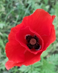 Papaver