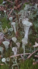 Cladonia fimbriata