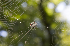 Gasteracantha cancriformis