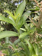 Cestrum