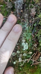 Cladonia fimbriata