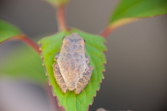 Pseudacris cadaverina