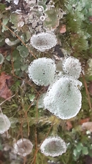 Cladonia fimbriata
